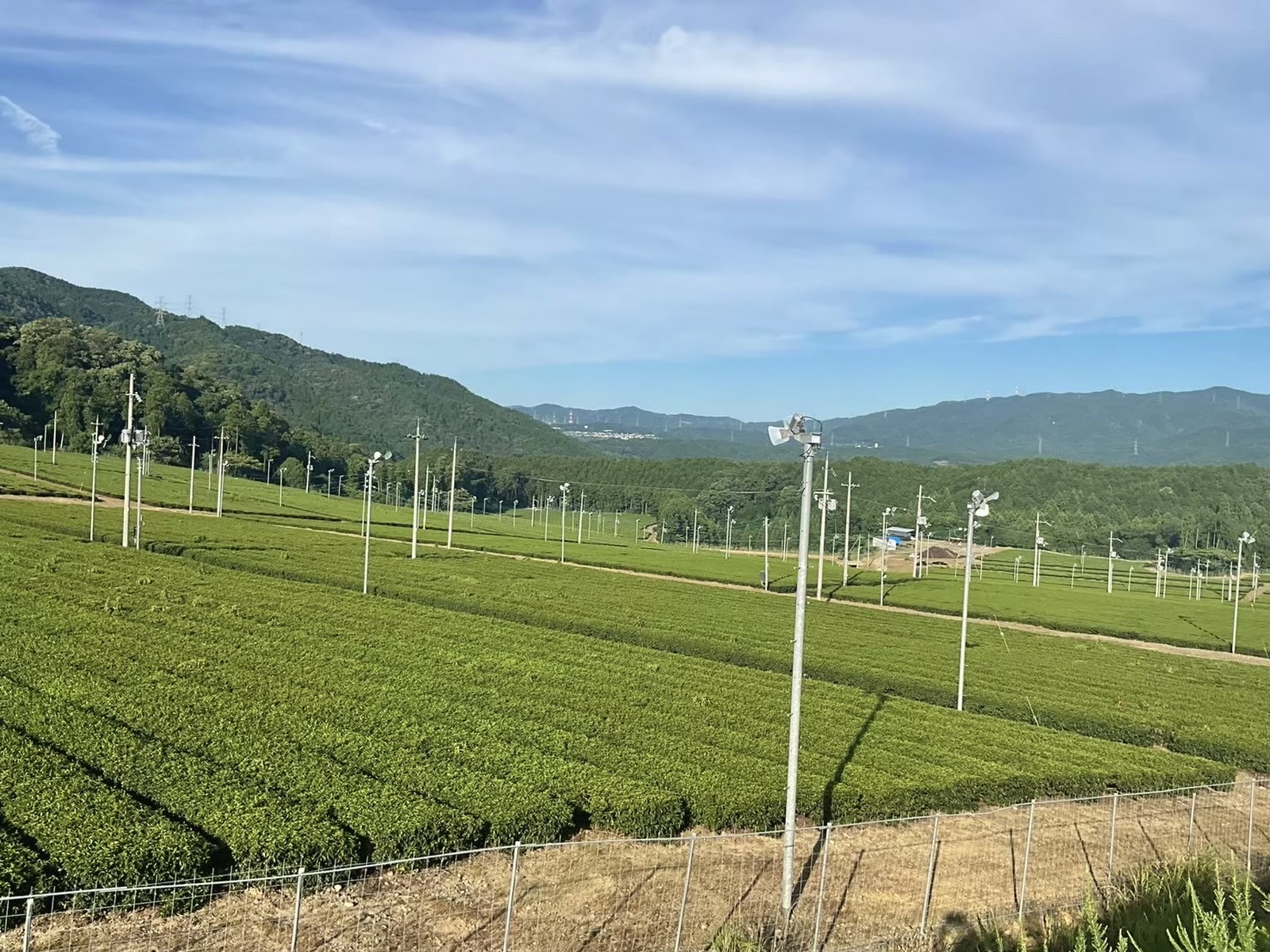 宇治田原町に広がる茶畑