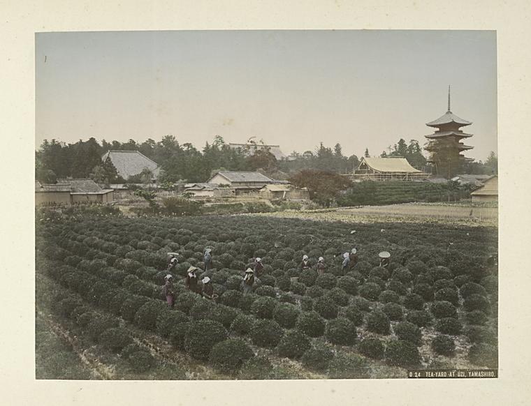 山城地域の茶畑